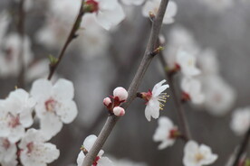 花儿