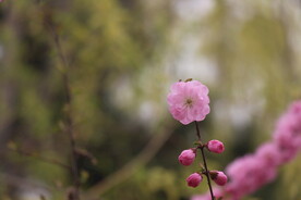 花儿