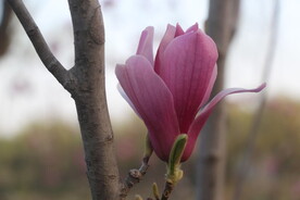 花儿