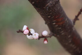 花儿