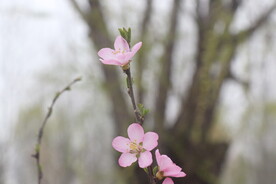 花儿