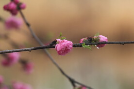 花儿