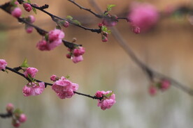 花儿