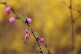 花儿