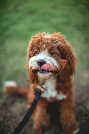 狗狗