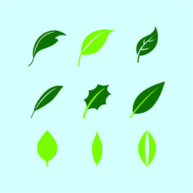 树叶素材