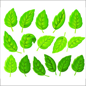 树叶素材