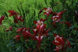 耧斗花 