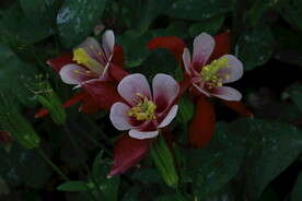 耧斗花 