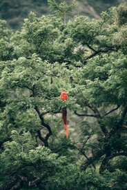 树枝上的鹦鹉