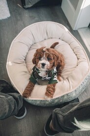 狗狗