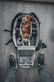 行李里的狗狗