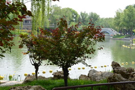 公园风景  