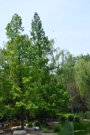 公园风景  