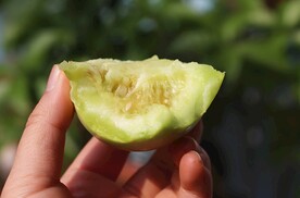 蜜瓜