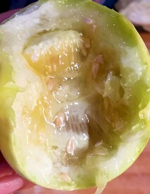 蜜瓜