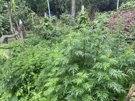 山艾叶