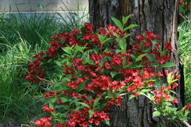 锦带花  