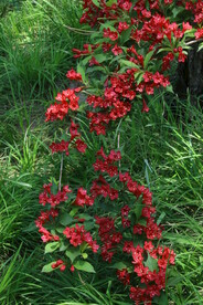 锦带花 
