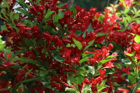 锦带花 