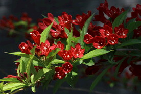 锦带花 