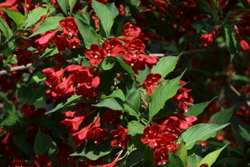 锦带花 
