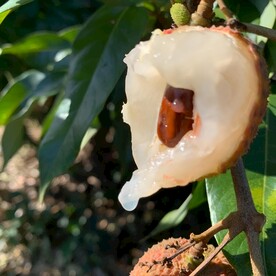荔枝