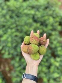 荔枝