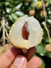 荔枝