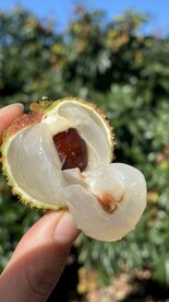 荔枝