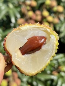 荔枝