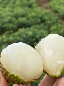 荔枝