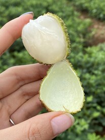 荔枝