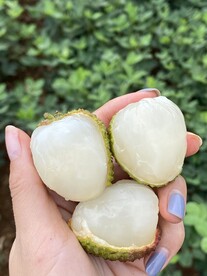 荔枝
