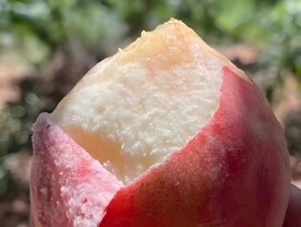 水蜜桃