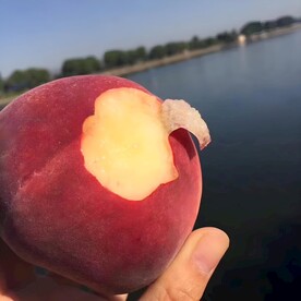 水蜜桃 