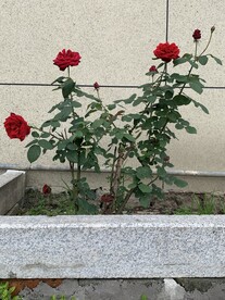 月季花
