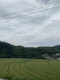 麦田