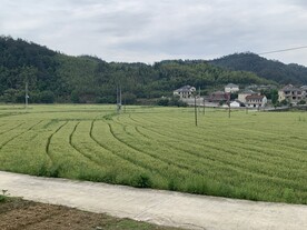 麦田