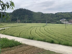麦田