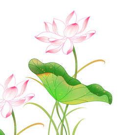 荷花素材