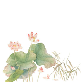 荷花素材