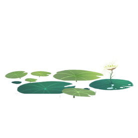 荷花素材