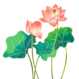 荷花素材