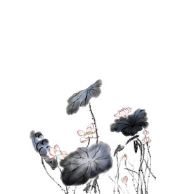 荷花素材