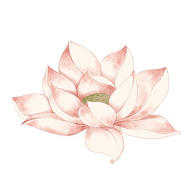 荷花素材