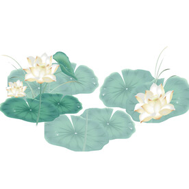 荷花素材