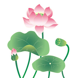 荷花素材