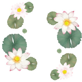 荷花素材