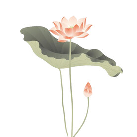 荷花素材